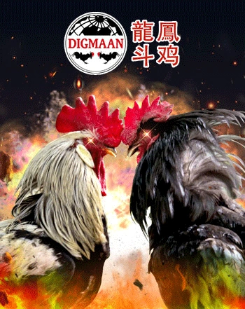 Digmaan Cockfight